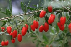 枸杞最补肾3大长寿吃法 熬粥