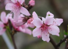 ��������Ƣθʳ�� ��